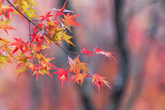 雨紅葉