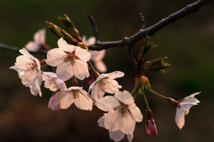 桜らしく