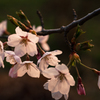 桜らしく