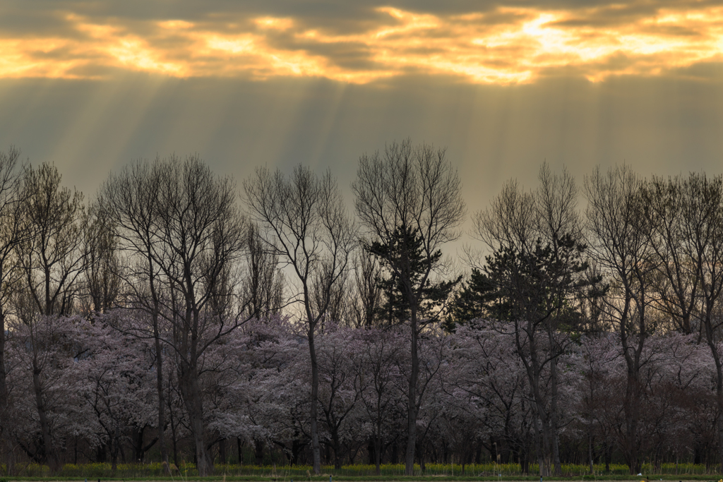桜並木　Ⅲ