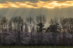 桜並木　Ⅲ