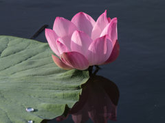 蓮の花