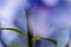 紫陽花　Ⅰ