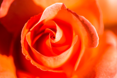 クリストファー・コロンボ