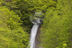 新緑の糸滝