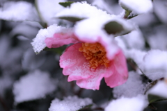 山茶花