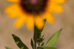 ひまわりではなく　Ⅱ