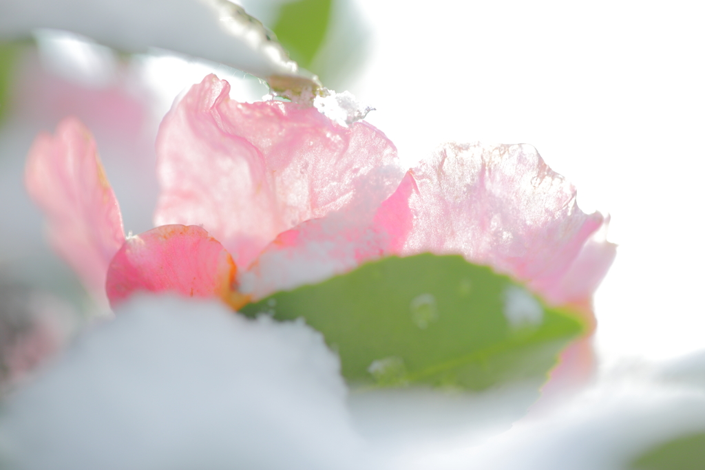 花びら