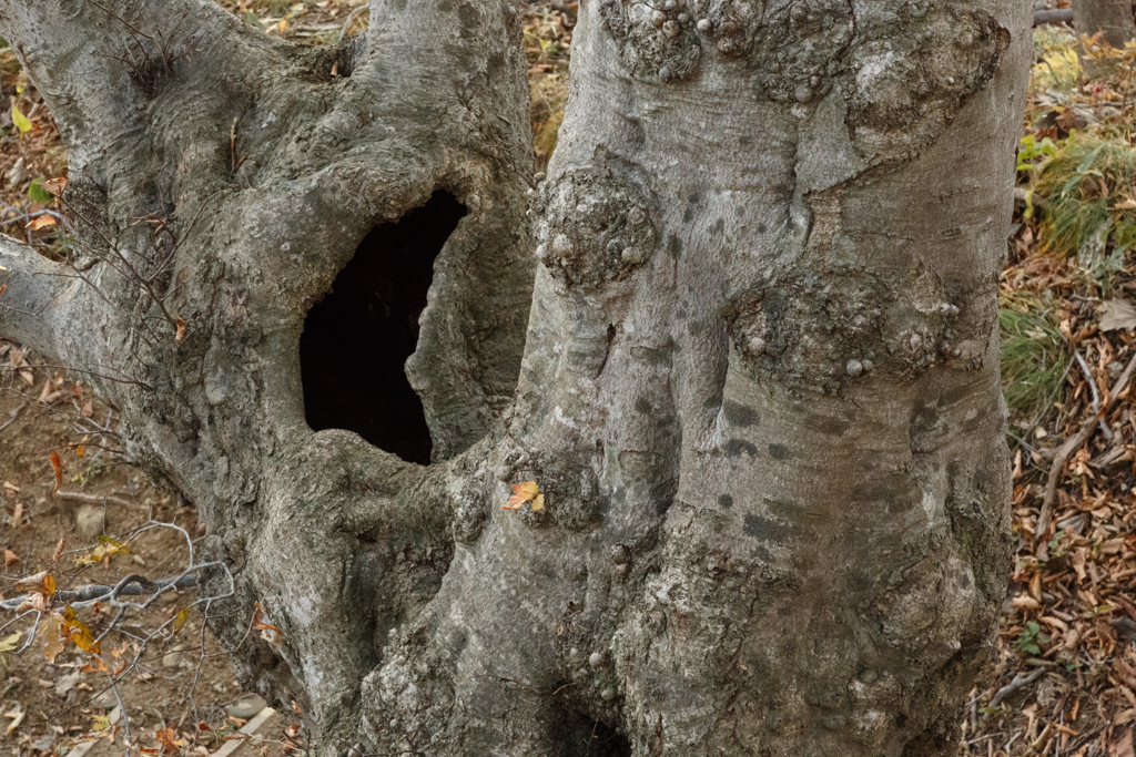 男鹿山散策　～うろ～