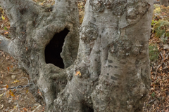 男鹿山散策　～うろ～