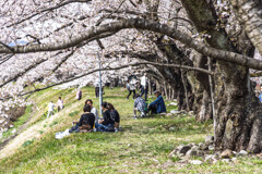 桧木内川の土手