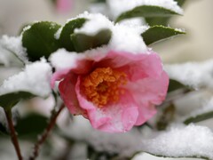 今年も行こうとしています