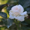 薔薇３