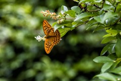 ウラギンヒョウモン　　Ⅰ