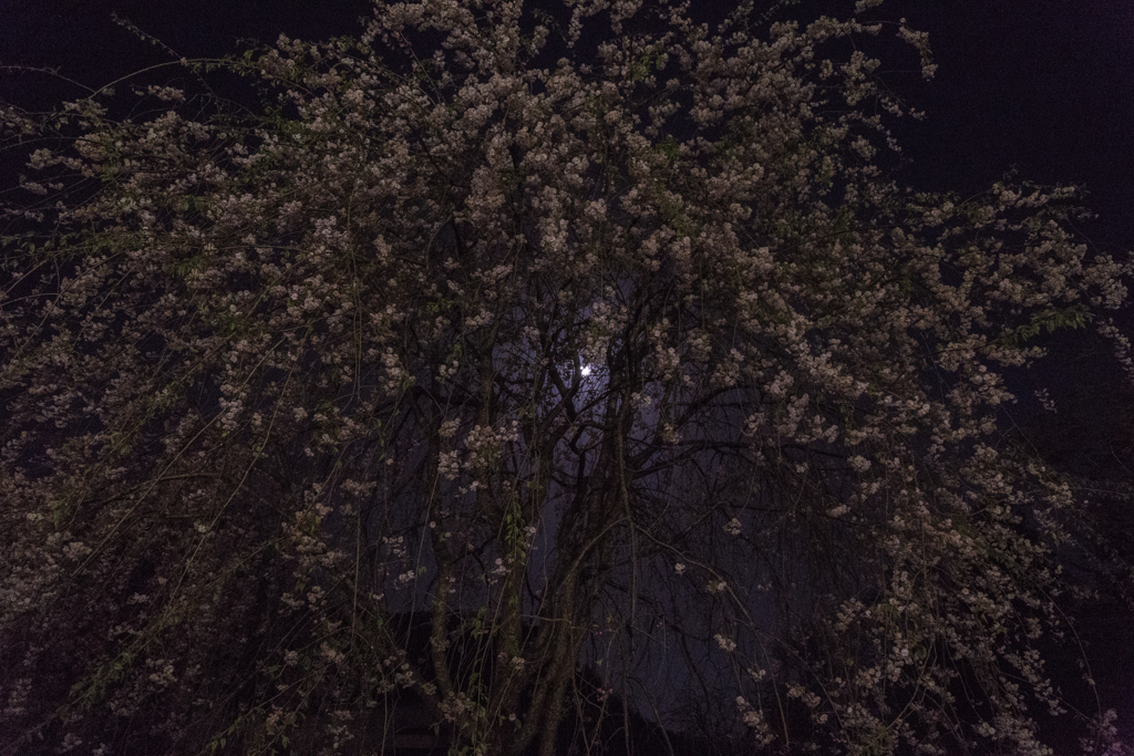 月夜の枝垂れ桜　Ⅱ