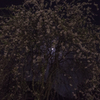 月夜の枝垂れ桜　Ⅱ