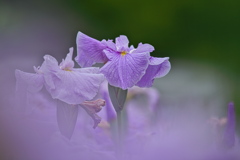 花菖蒲