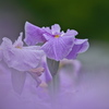 花菖蒲
