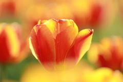 花貌