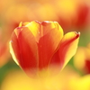 花貌