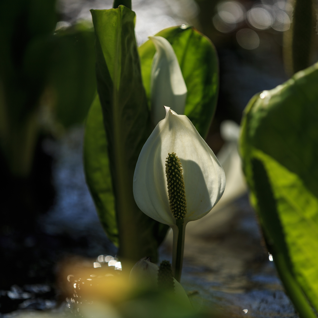 水芭蕉　Ⅴ