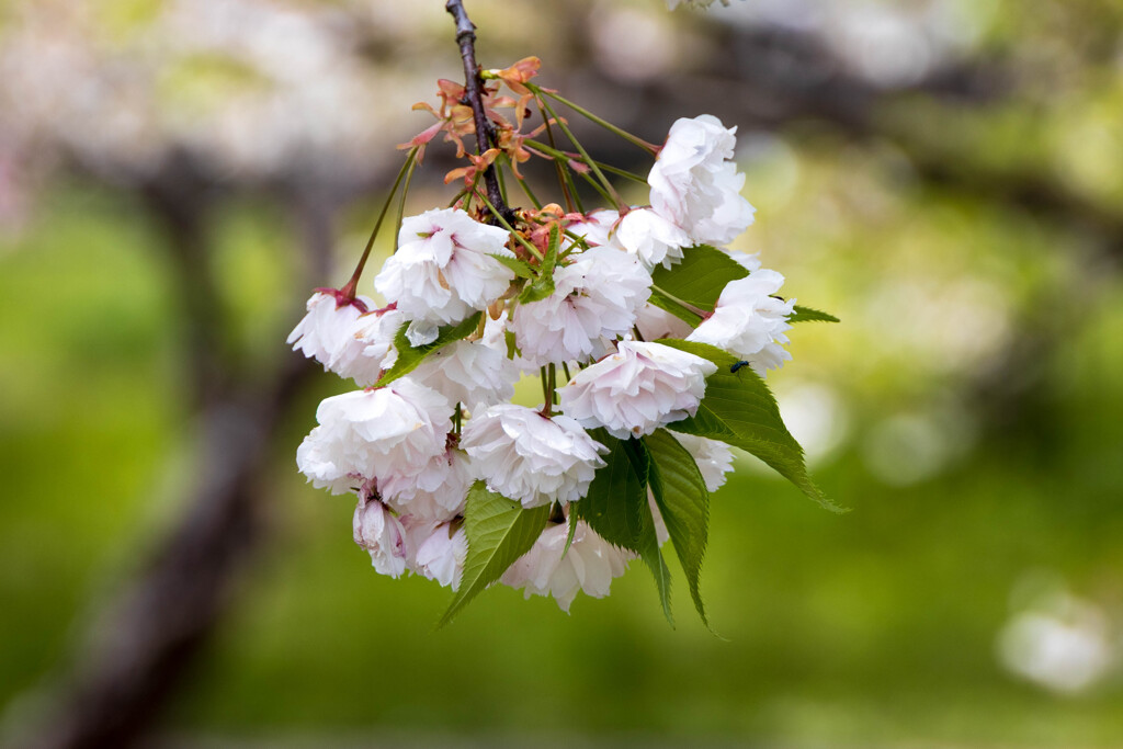 八重の桜