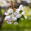 八重の桜