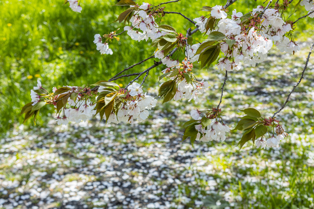 桜道