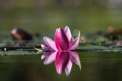 水の花　Ⅱ