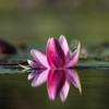 水の花　Ⅱ