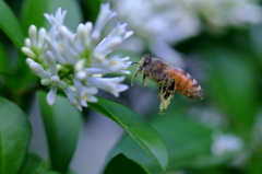 ネズミモチバナ