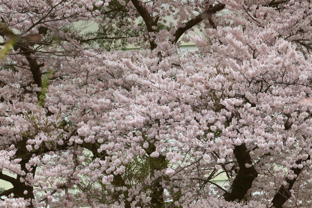 春爛漫