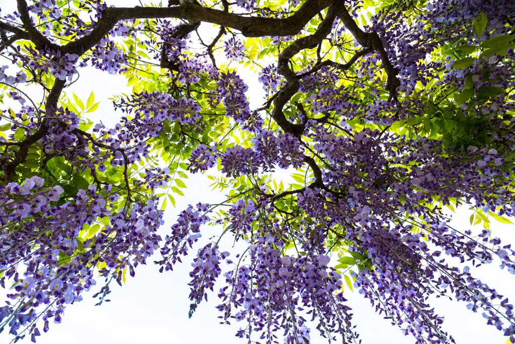 水心苑の藤　Ⅲ