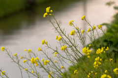 水路の花