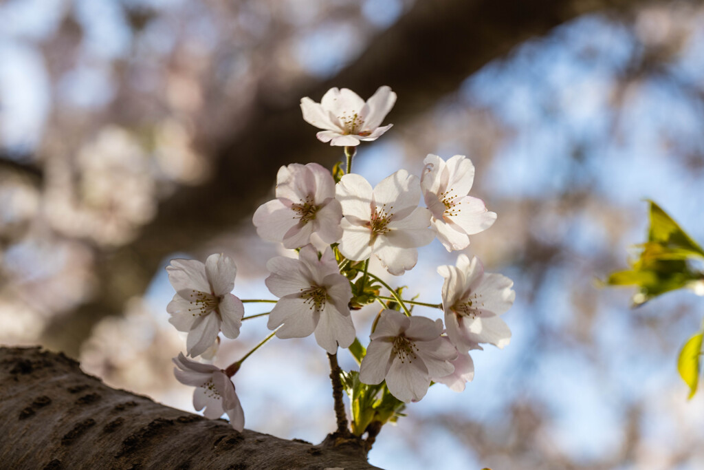 胴吹き