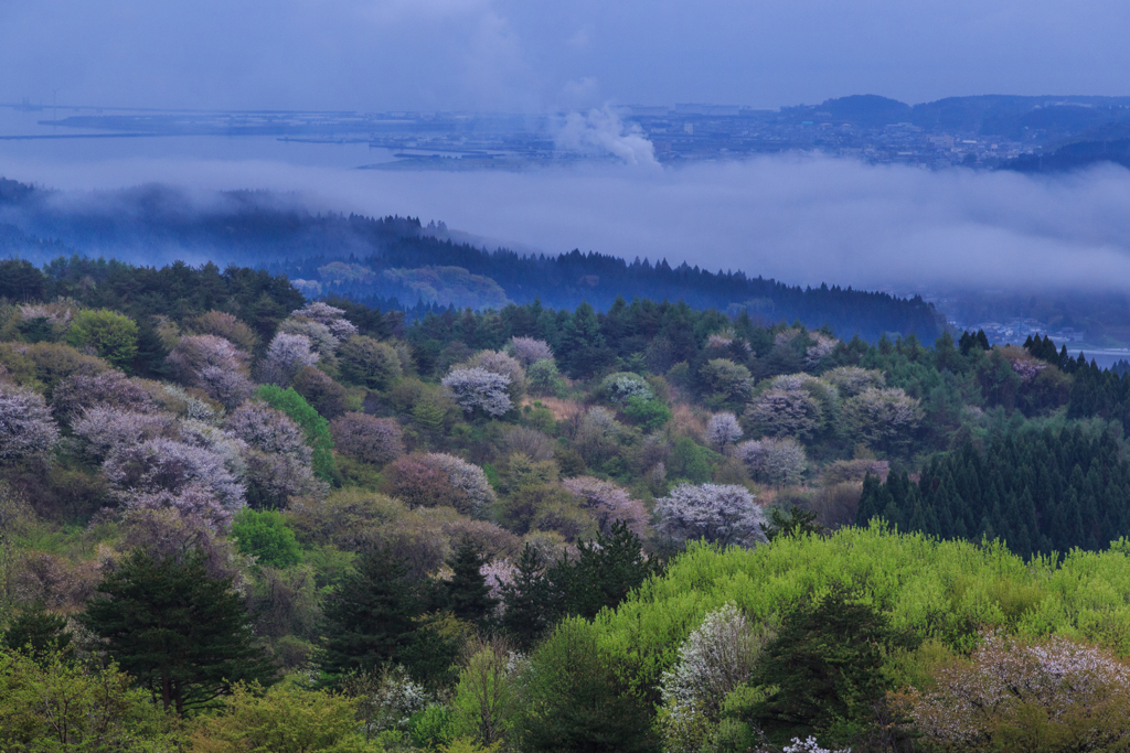 雨後の山桜