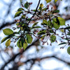 桜葉