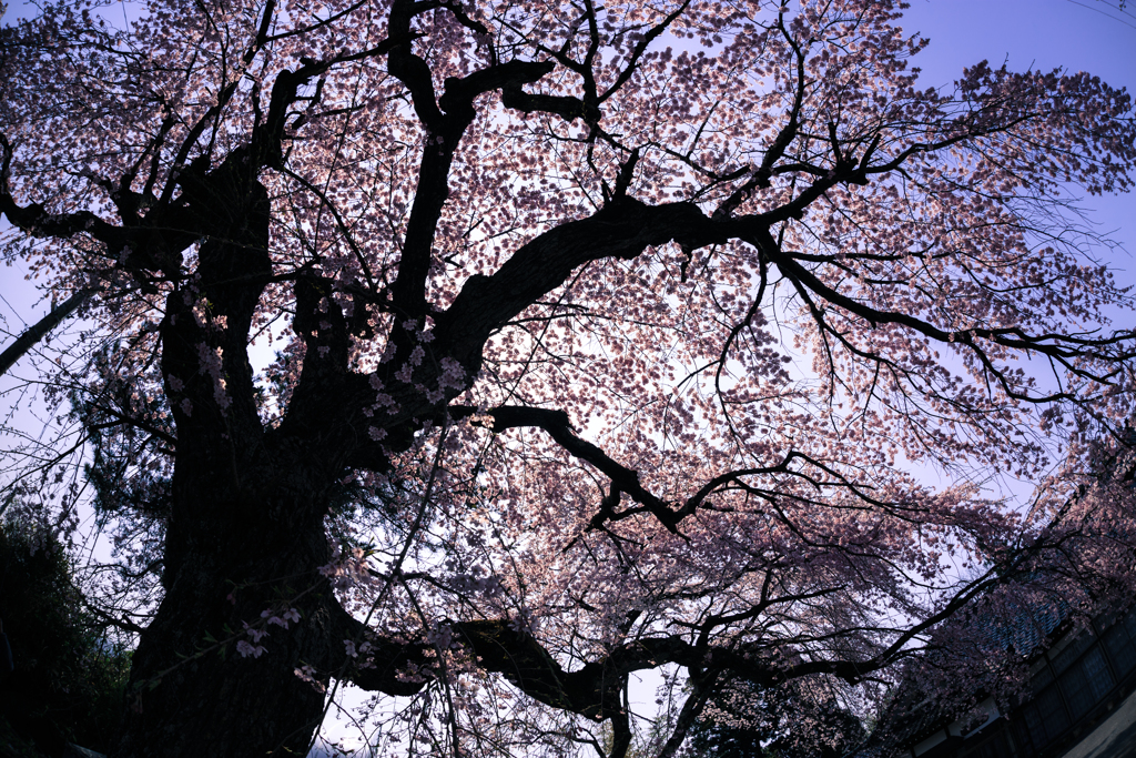 大竹地区の枝垂れ桜　Ⅵ