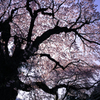 大竹地区の枝垂れ桜　Ⅵ