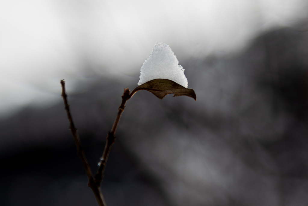 雪