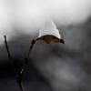 雪