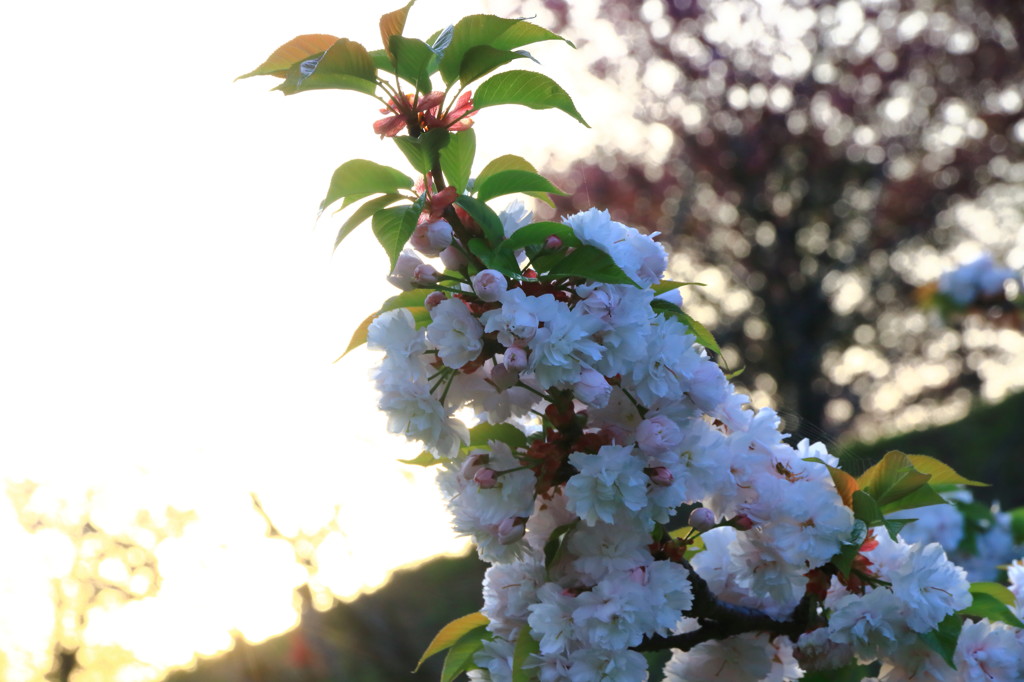 夕桜