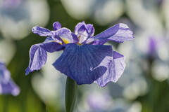 花菖蒲　Ⅱ