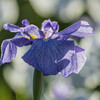 花菖蒲　Ⅱ