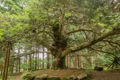 真山神社　榧の御神木