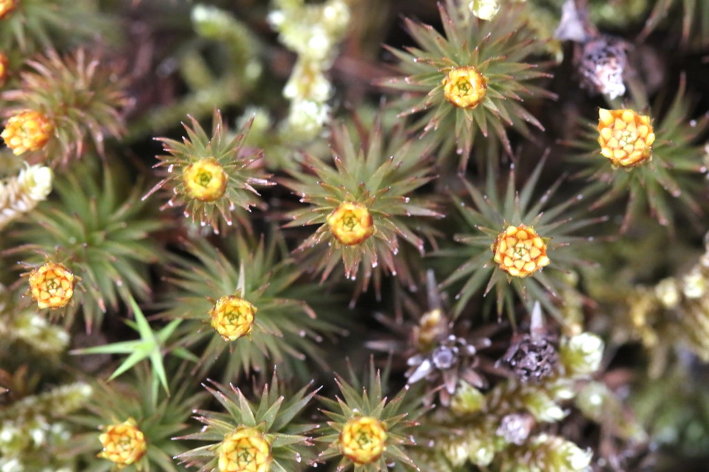 地べたの賑わい１