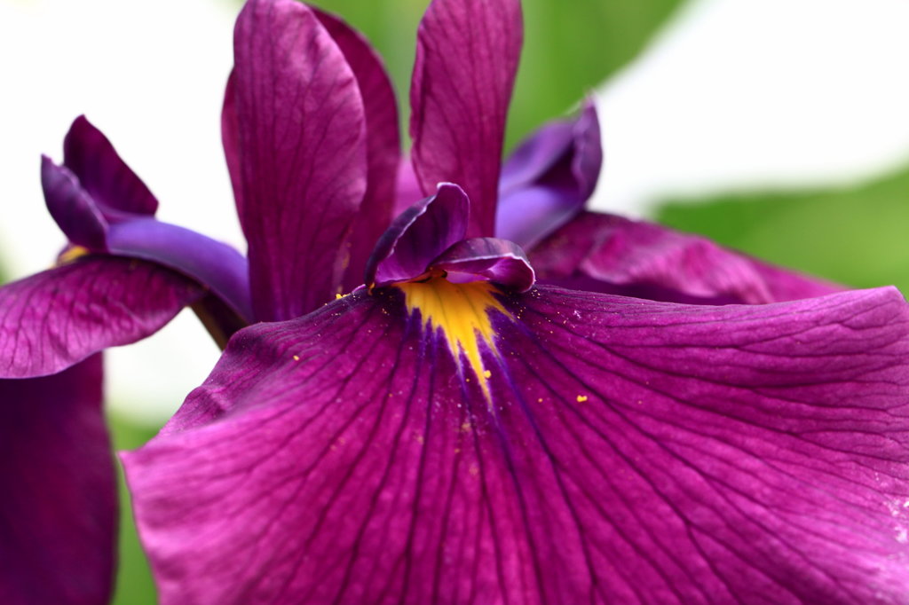 花菖蒲２