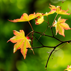 夏紅葉