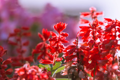 午後のサルビア