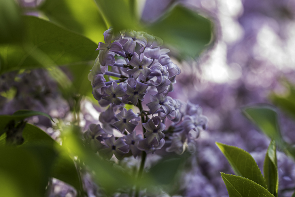 リラの花咲く　Ⅱ